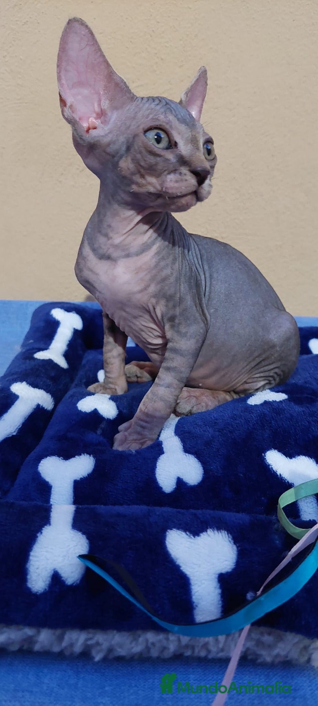 Sphynx gatos en venta: machito tabby  - Imagen 5