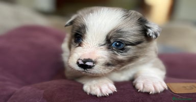 Border Collie perros - Propaganda 7