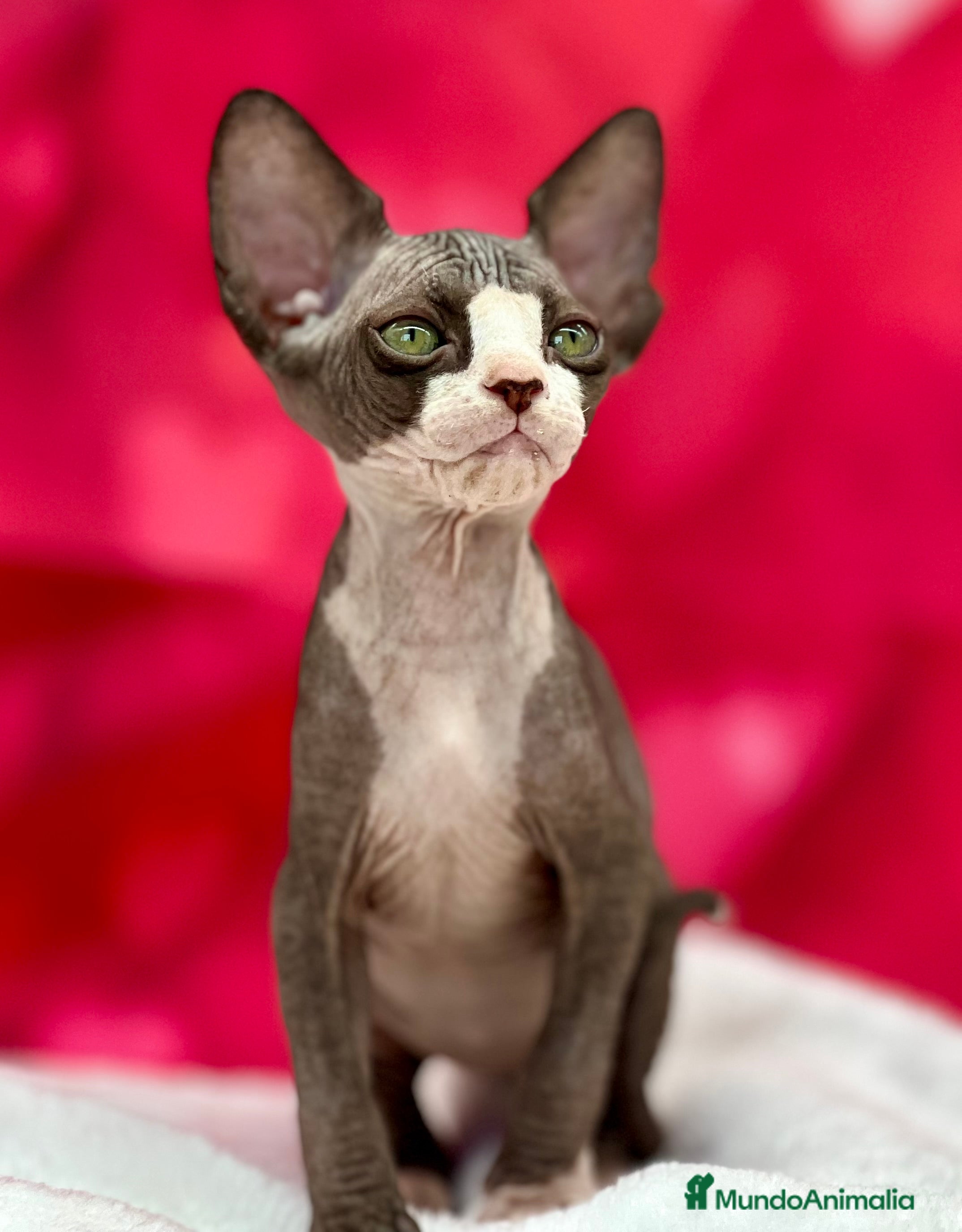 Sphynx gatos Preciosa camada de sphynx  - Anuncio 2