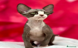 Sphynx gatos en venta: Preciosa camada de sphynx  - Imagen 2