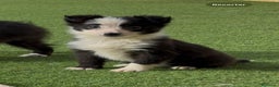Border Collie perros en venta: Border Collie - Anuncio 1