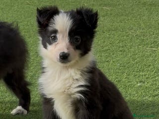 Border Collie perros Border Collie - Anuncio 16