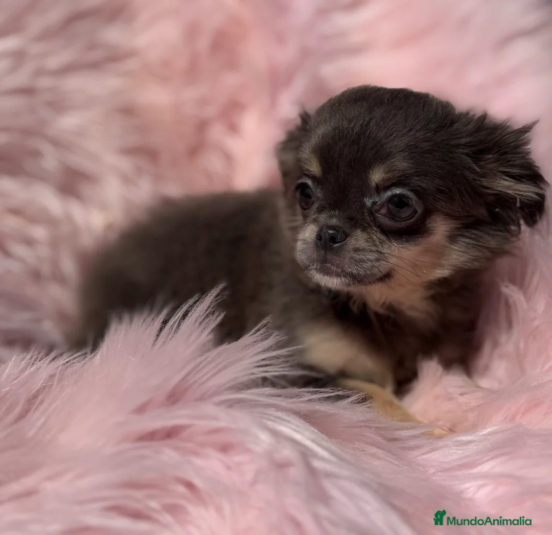 Chihuahua perros en venta: ÚLTIMA CHIHUAHUA PELO LARGO EXOTICA - Anuncio 2