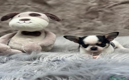 Chihuahua perros en venta: CHIHUAHUA LÍNEA RUSA TRICOLOR MACHO - Imagen 5