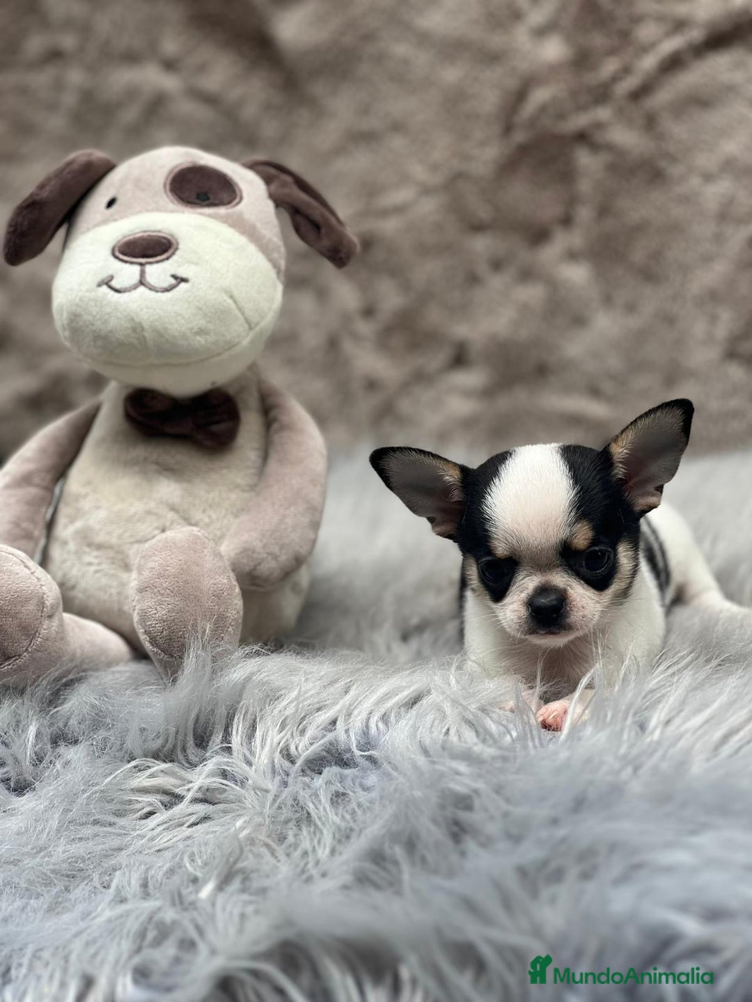 Chihuahua perros en venta: CHIHUAHUA LÍNEA RUSA TRICOLOR MACHO - Imagen 5