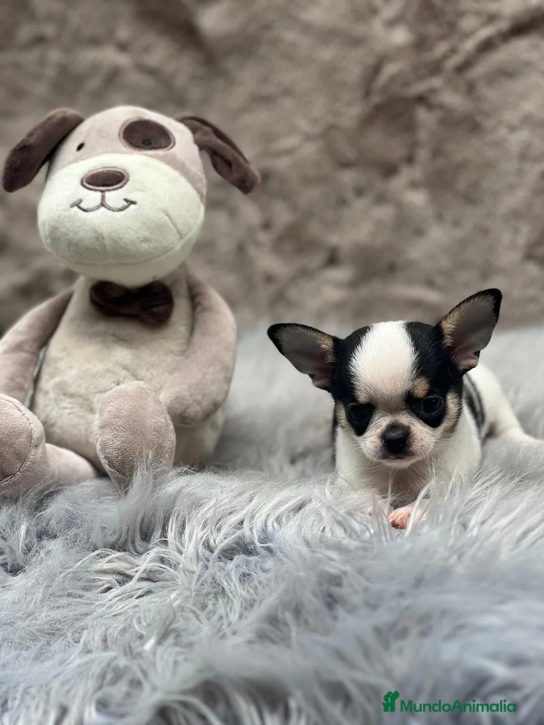Chihuahua perros en venta: CHIHUAHUA LÍNEA RUSA TRICOLOR MACHO - Anuncio 5