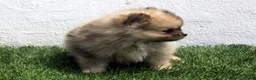Pomerania perros en venta: Pomerania  - Anuncio 5