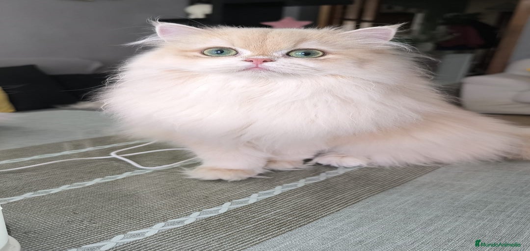 Imagen de galería {{count}}