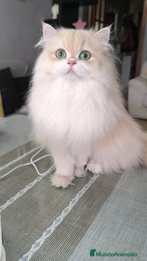 Imagen de galería {{count}}