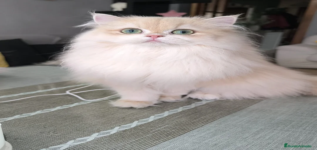 Imagen de galería {{count}}