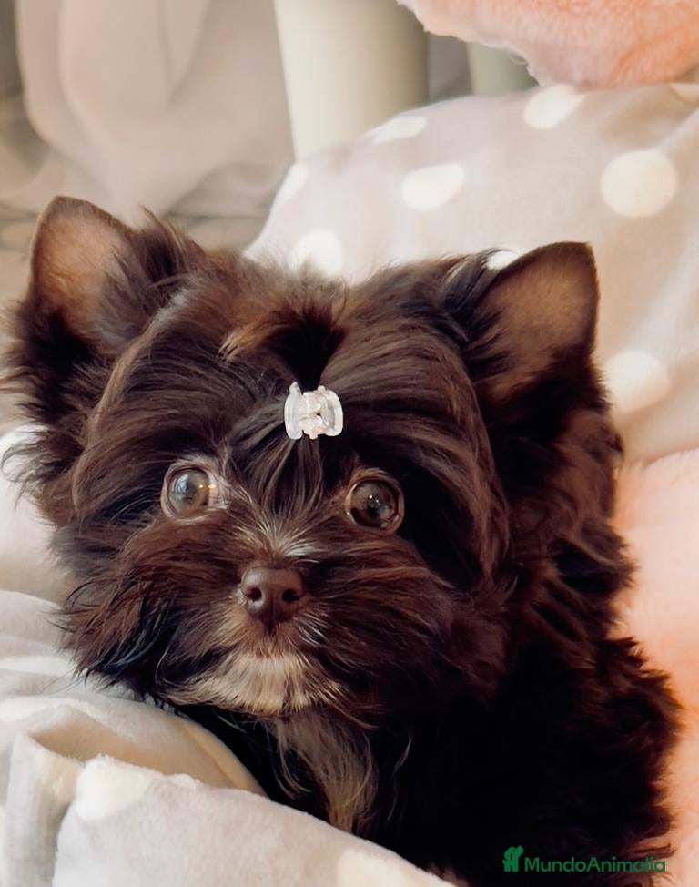 Yorkshire Terrier perros Macho Yorkshire Chocolate Mini/Toy - Anuncio 3