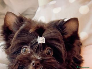 Yorkshire Terrier perros Macho Yorkshire Chocolate Mini/Toy - Anuncio 3