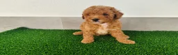 Caniche Toy perros en venta: Caniches toy - Anuncio 9