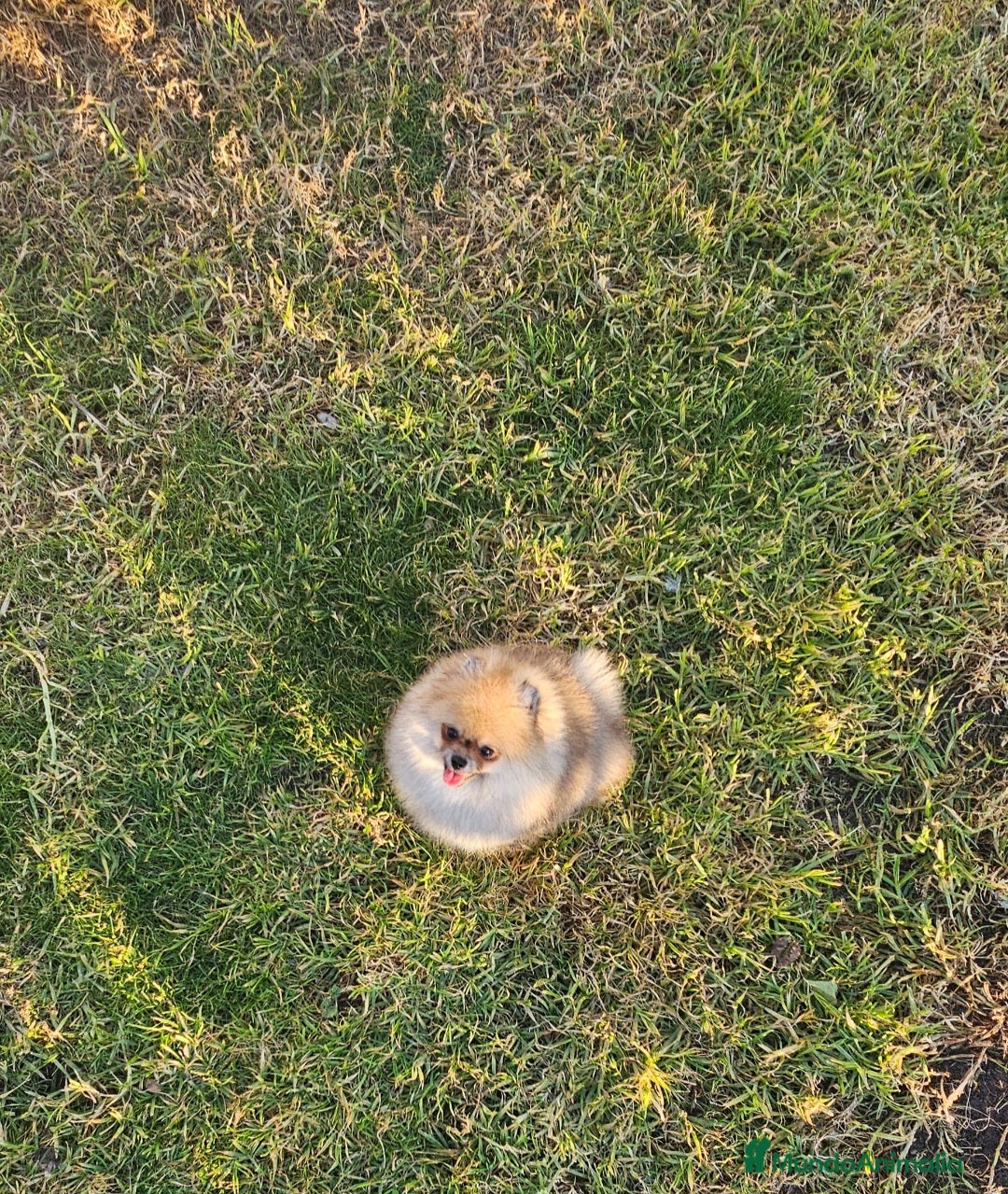 Pomerania perros en venta: ESPECTACULAR POMERANIA MACHITO  - Anuncio 3