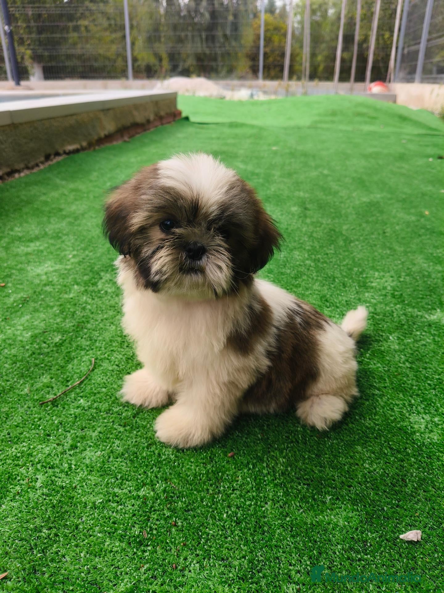 Shih Tzu perros 🐶 Cachorros Shih Tzu  🐾 - Anuncio 3