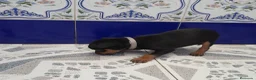 Pinscher Miniatura perros en venta: PINCHER MINIATURA - Anuncio 2