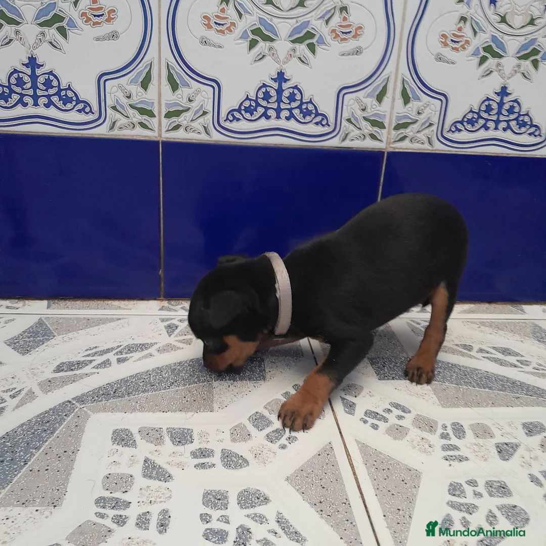 Pinscher Miniatura perros en venta: PINCHER MINIATURA - Anuncio 2
