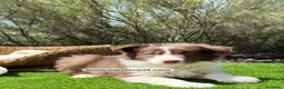 Border Collie perros en venta: CACHORRO BORDER COLLIE - Anuncio 2