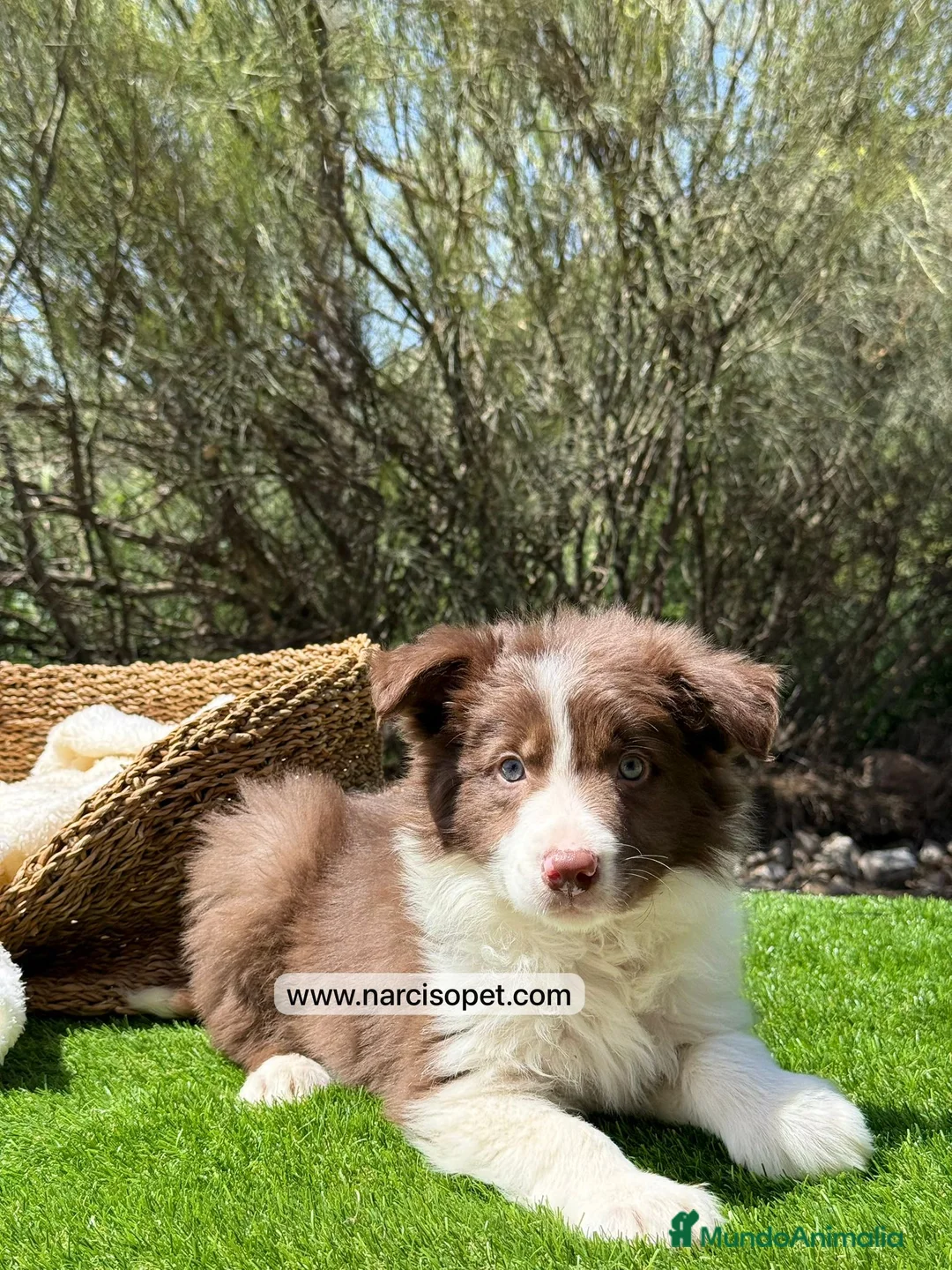 Border Collie perros en venta: CACHORRO BORDER COLLIE - Anuncio 2