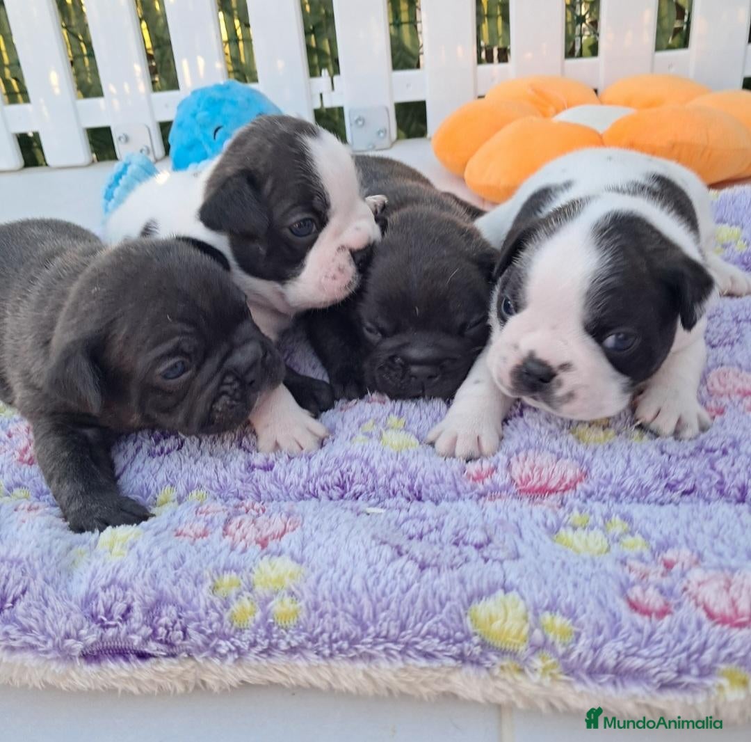 Bulldog Francés perros Bebés Bulldog Francés  - Anuncio 1