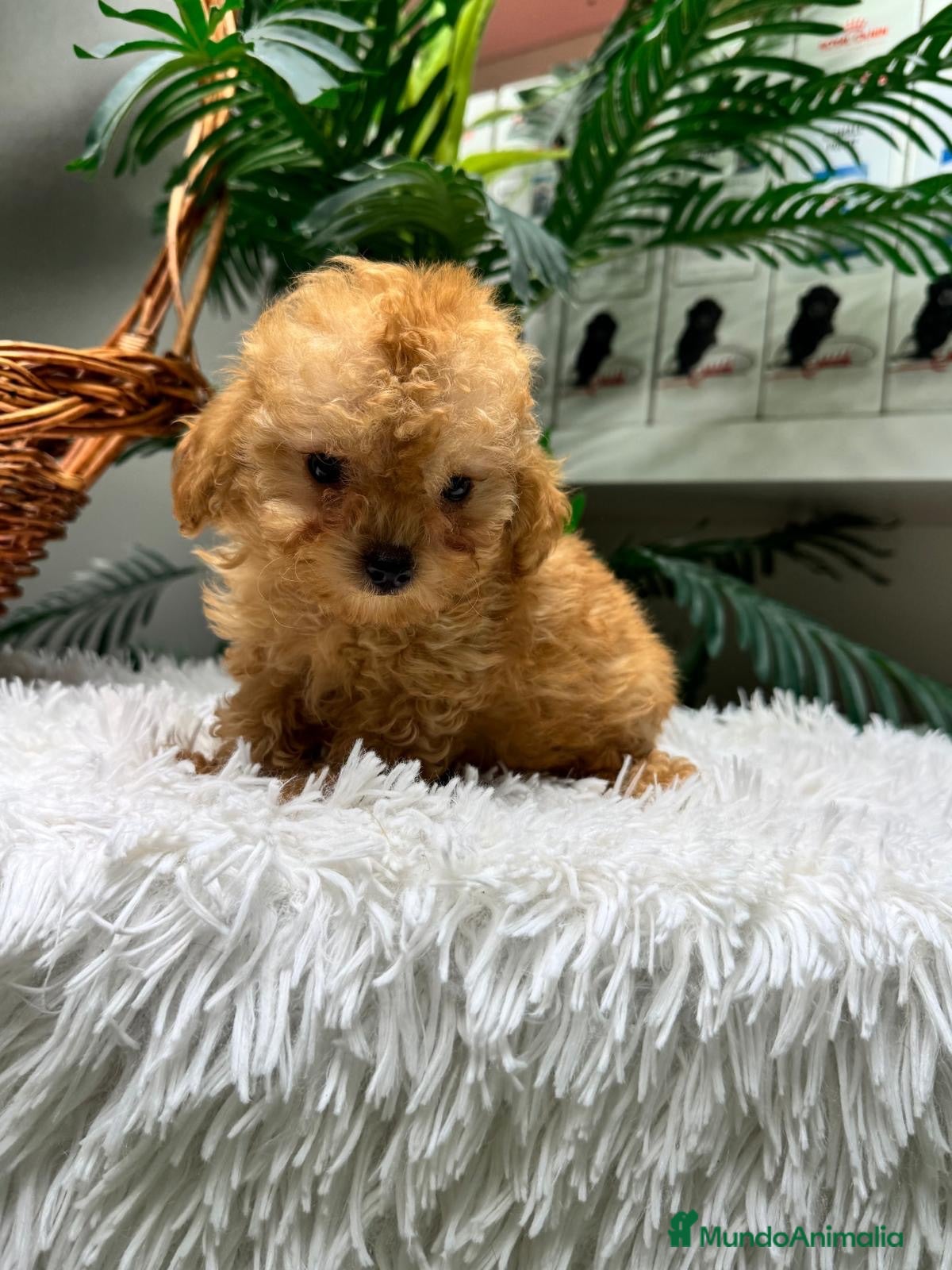 Caniche Toy perros CANICHE TOY - Anuncio 3