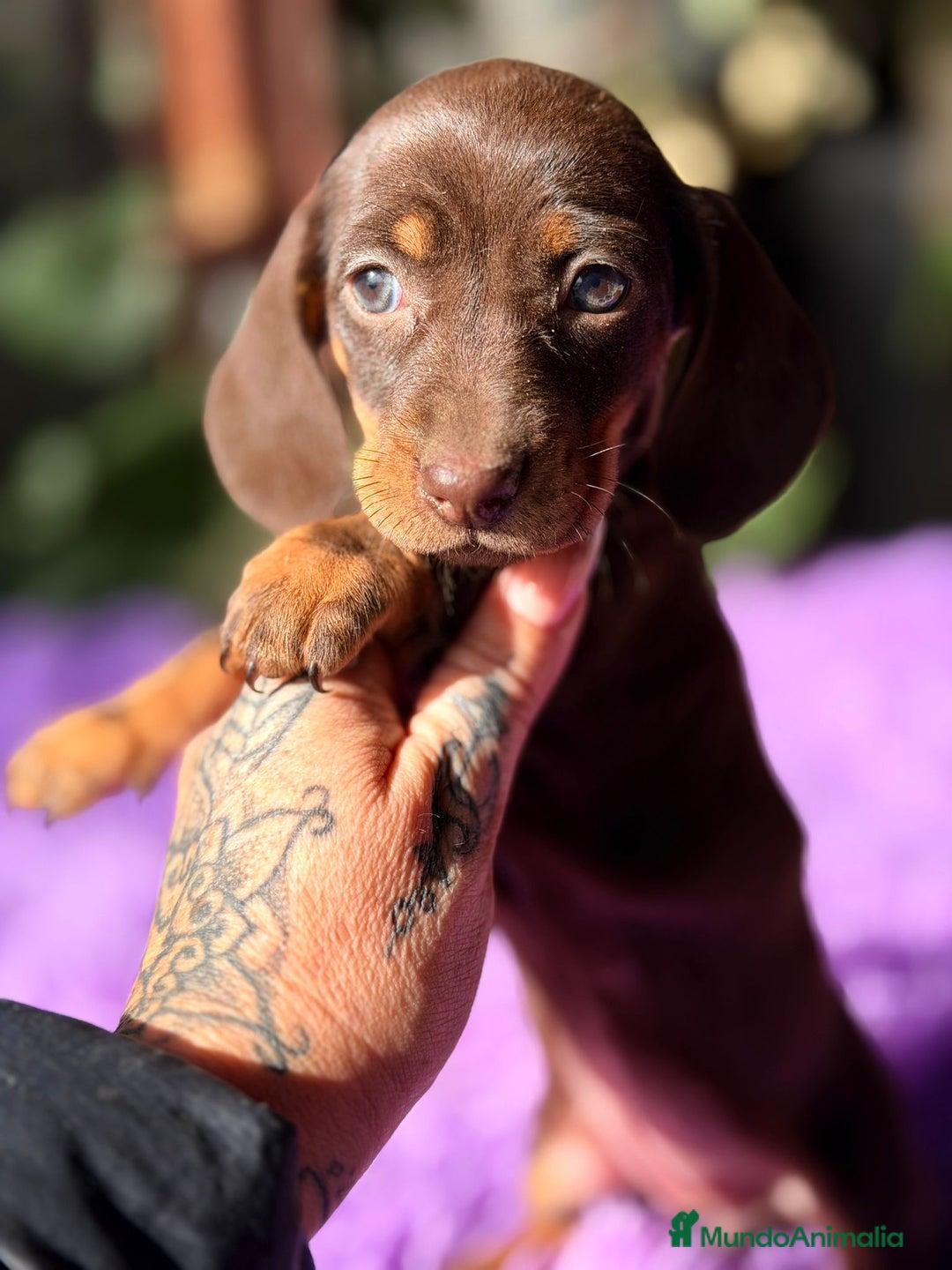 Teckel Miniatura perros en venta: TECKEL CHOCOLATE HEMBRA  - Anuncio 3