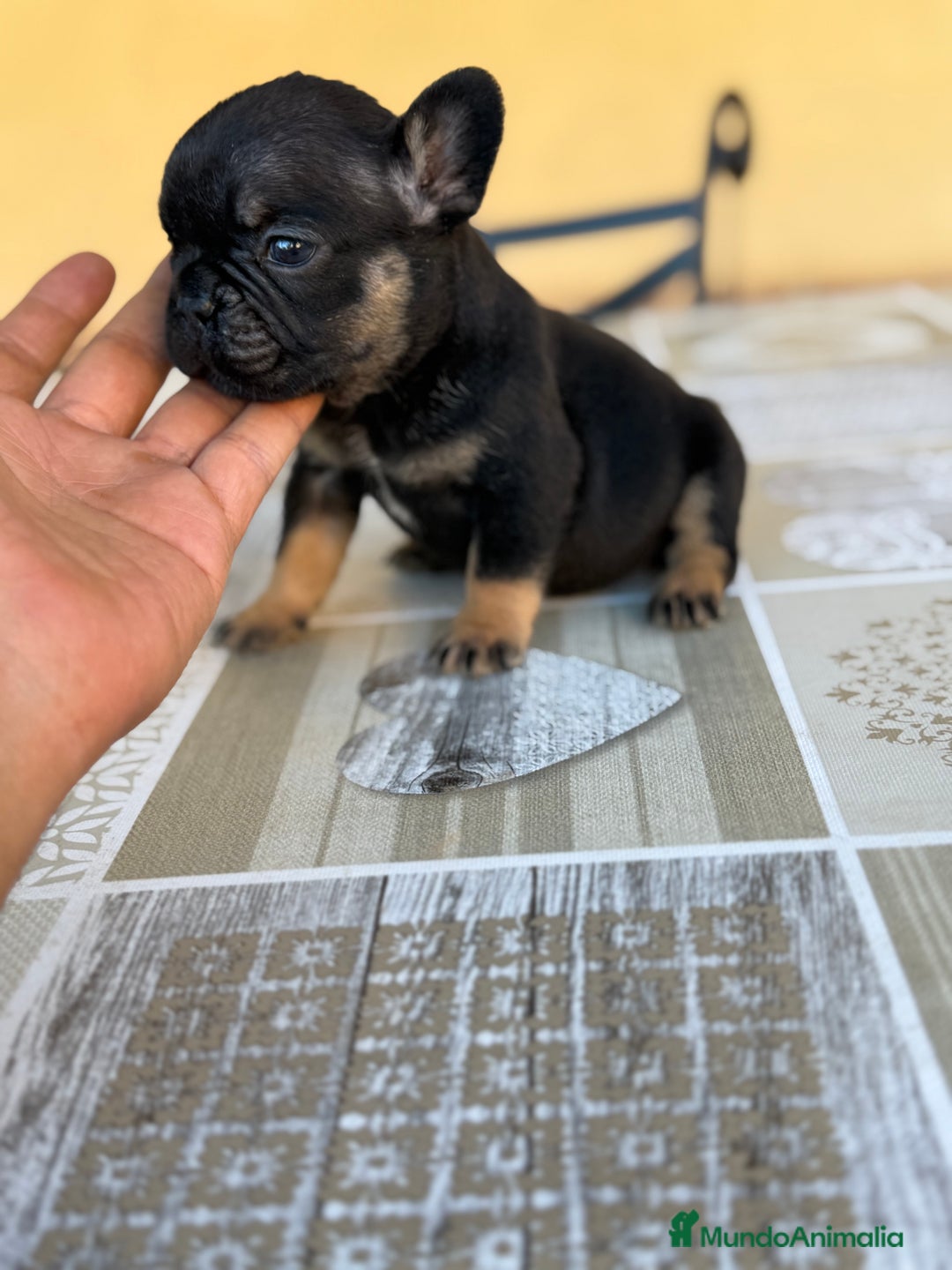 Bulldog Francés perros en venta: Bulldog francés  - Imagen 4