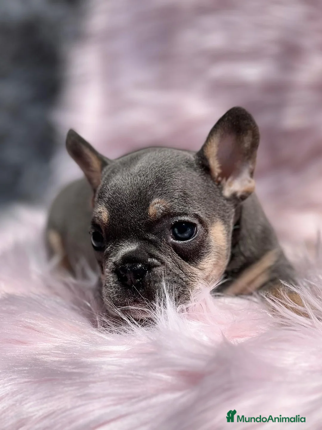 Bulldog Francés perros en venta: Bulldog francés blue and tan en Barcelona - Anuncio 3