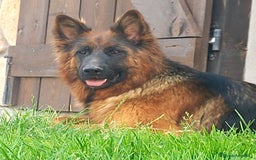 Pastor Alemán perros en venta: PASTOR ALEMAN PELO LARGO (BELLEZA) - Imagen 6
