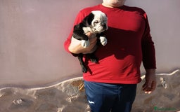 Bulldog Inglés perros en venta: Bulldog ingles preciosa hembra  - Imagen 4