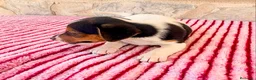 Jack Russell Terrier perros en venta: Jack Russell terrier  - Anuncio 9