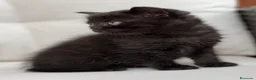 Británico de Pelo Corto gatos en venta: PRECIOSO BRITISH SHORTHAIR NEGRO - Anuncio 3