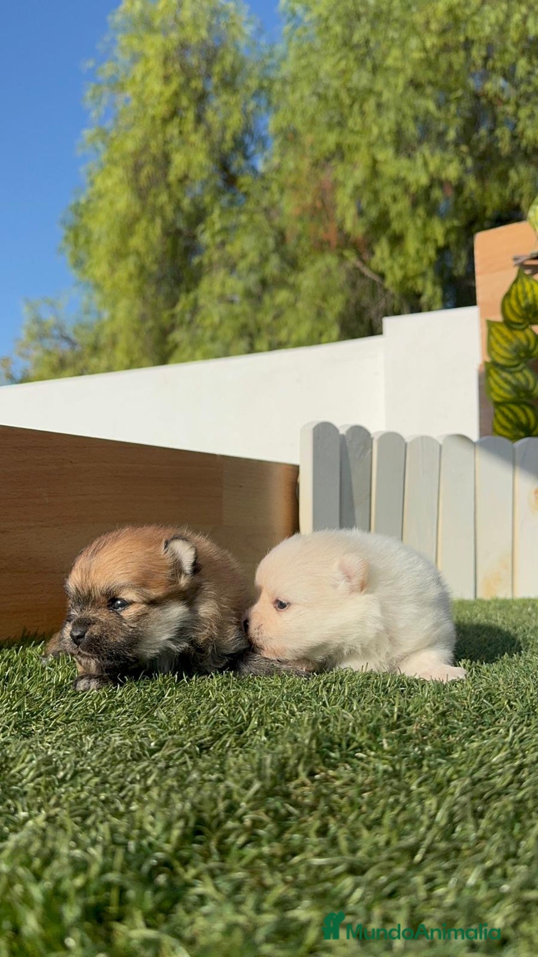 Pomerania perros en venta: POMERANIAS HEMBRAS - Imagen 2