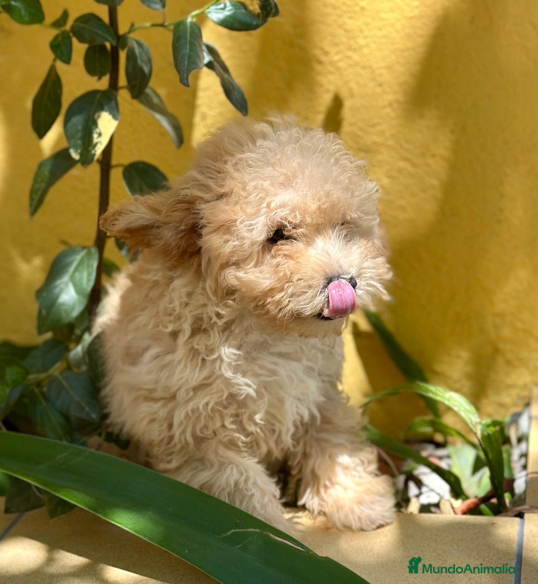 Caniche Toy perros en venta: CANICHES DISPONIBLES EXCELENTE LINEA - Imagen 3