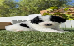 Perro de Agua Español perros en venta: PERRO DE AGUA ESPAÑOL MACHO - Imagen 5