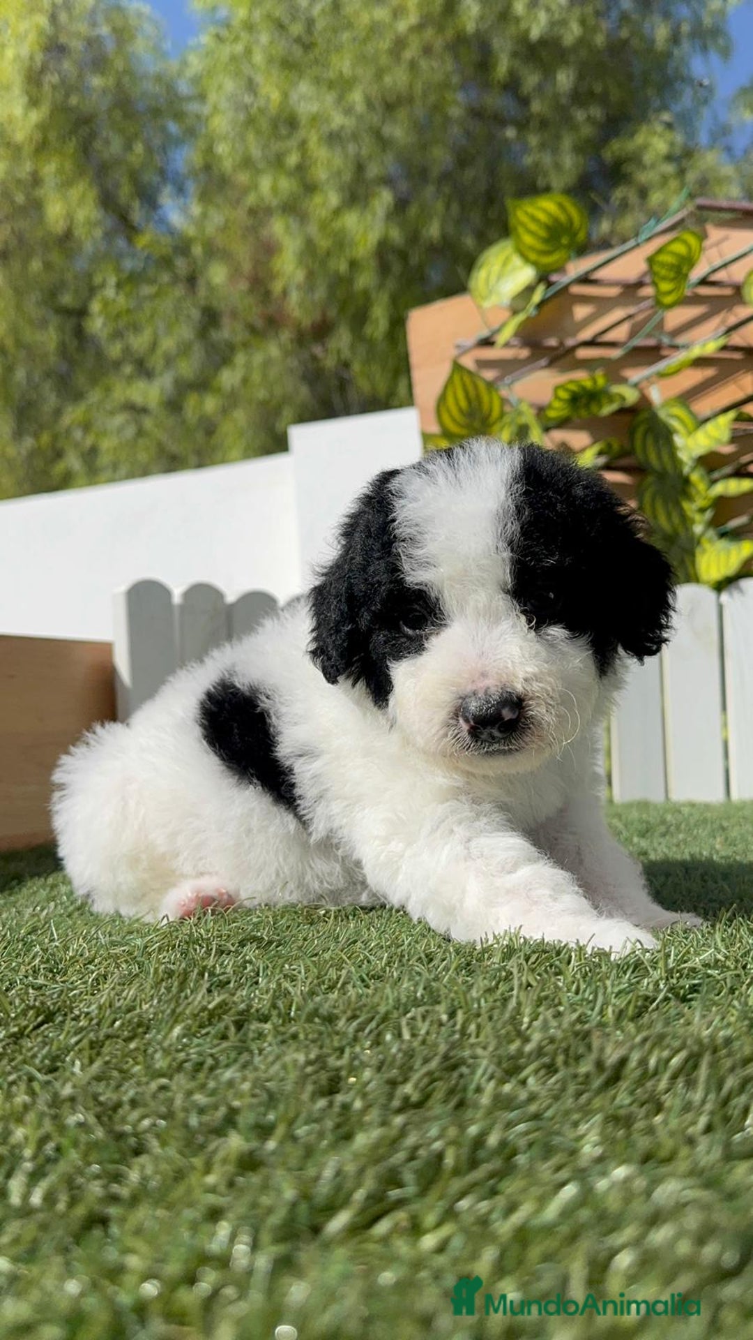 Perro de Agua Español perros en venta: PERRO DE AGUA ESPAÑOL MACHO - Imagen 5