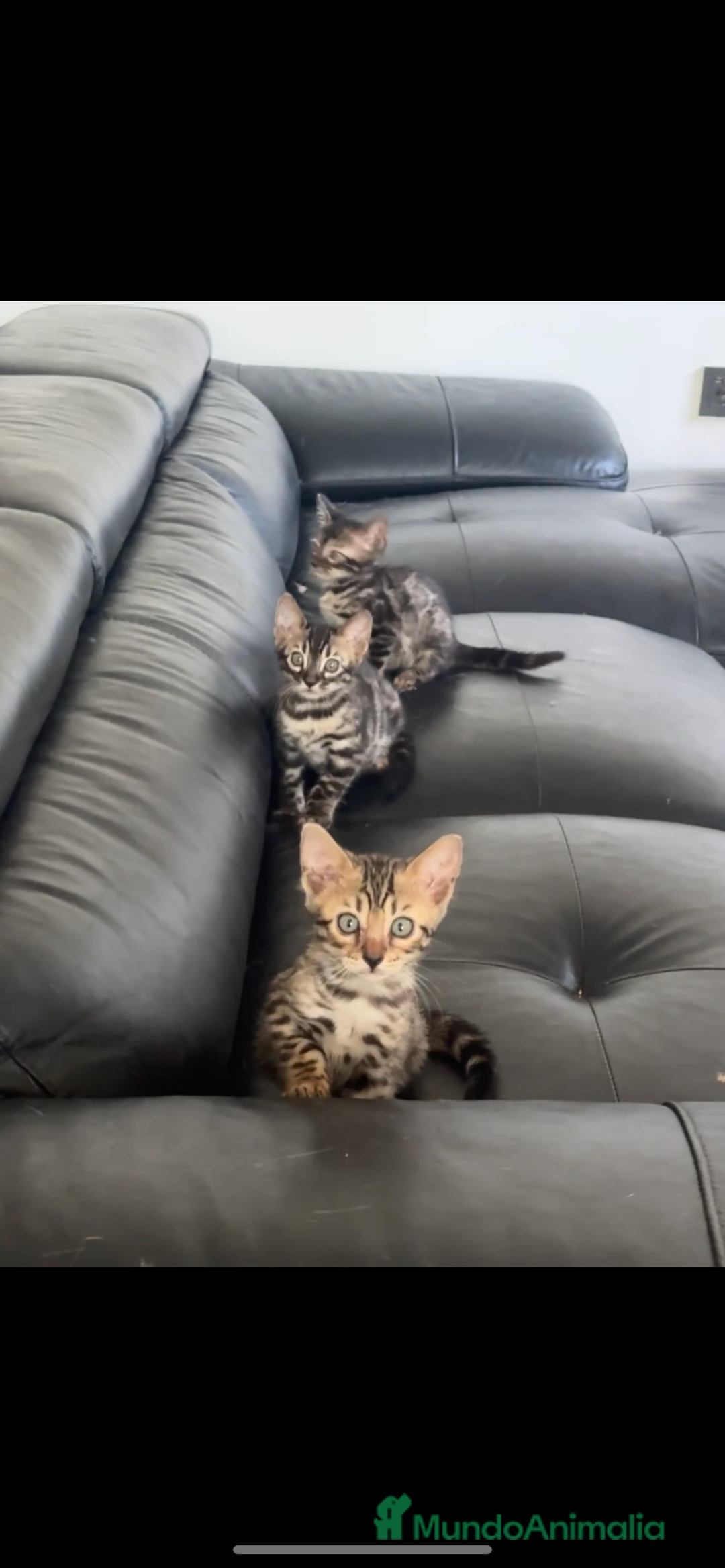Bengalí gatos en venta: Camada de bengalíes  - Imagen 1