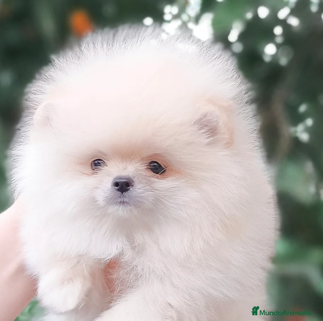 Pomerania perros en venta: Pomerania línea coreana  - Anuncio 2