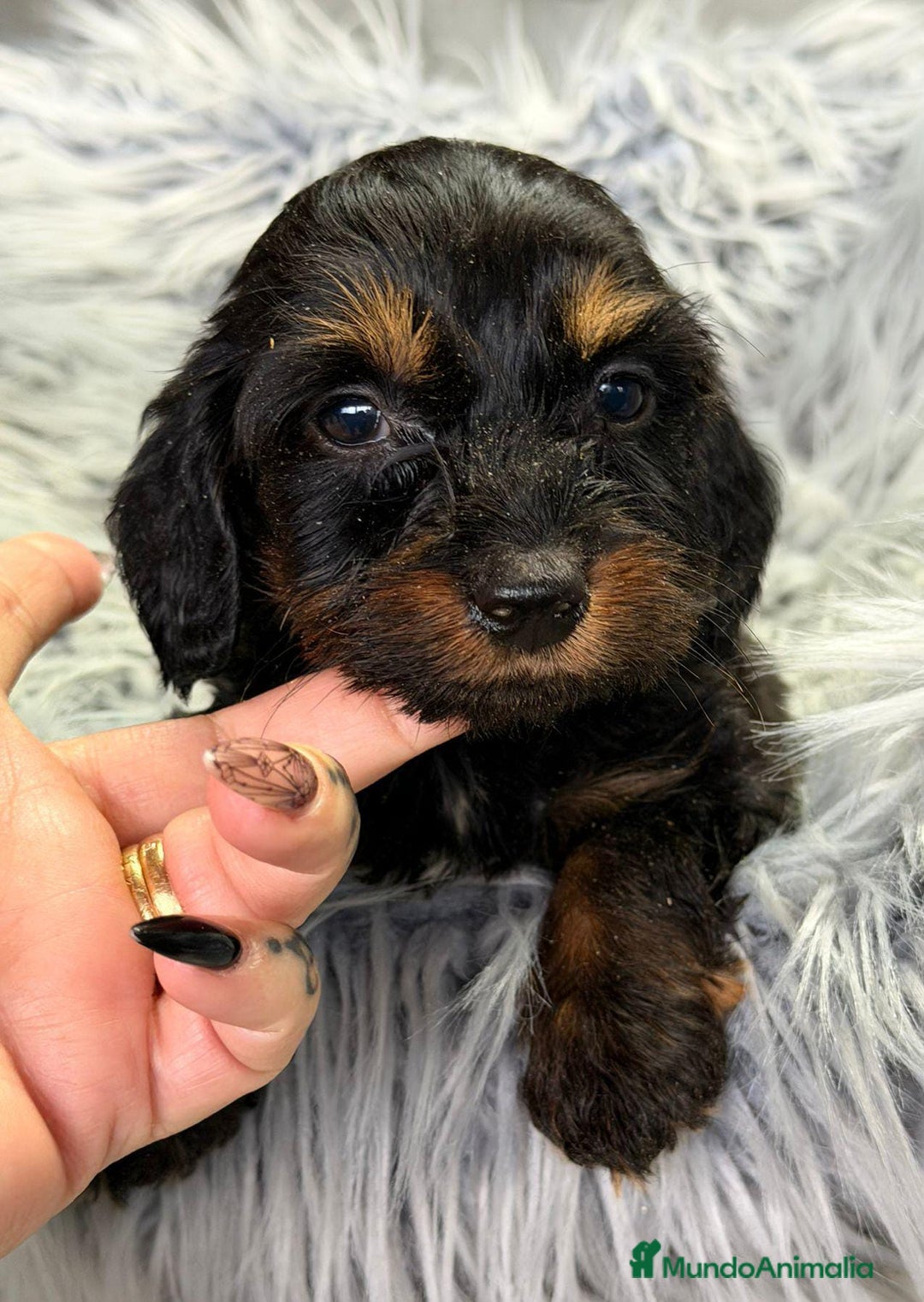 Teckel Miniatura perros en venta: Teckel pelo largo negro fuego - Anuncio 2