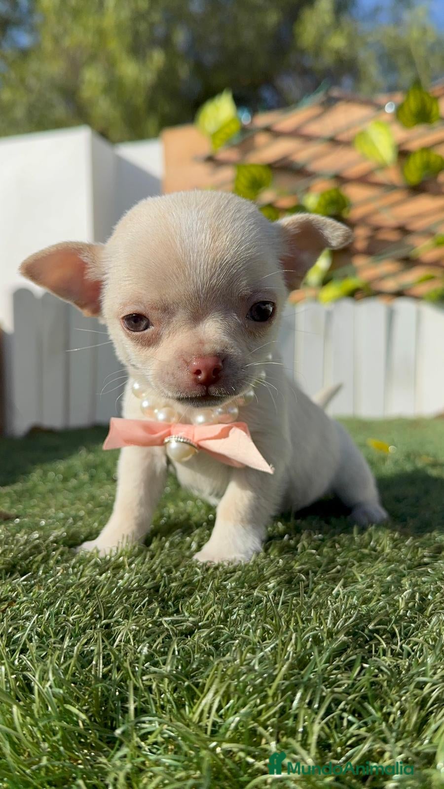 Chihuahua perros CHIHUAHUA HEMBRA - Anuncio 1