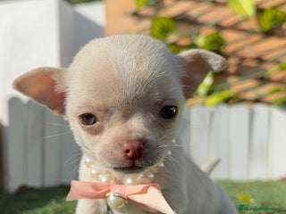 Chihuahua perros CHIHUAHUA HEMBRA - Anuncio 1