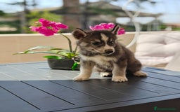 Husky Siberiano perros en venta: Husky siberiano ♀️♂️ - Imagen 2