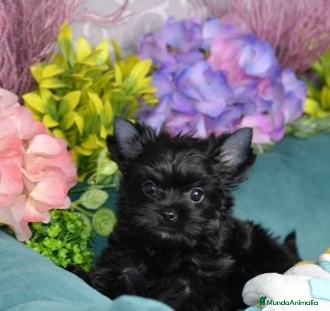 Yorkshire Terrier perros en venta: Exclusivos cachorros color chocolate Toy en Castellón - Anuncio 2