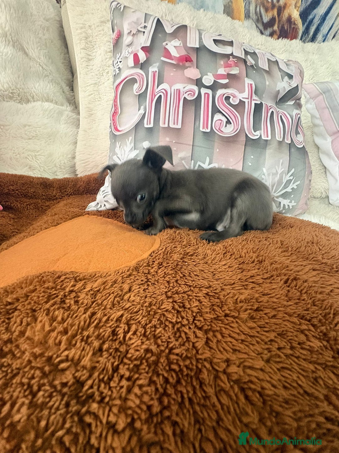 Chihuahua perros en venta: Chihuahua mini toy blue - Anuncio 3