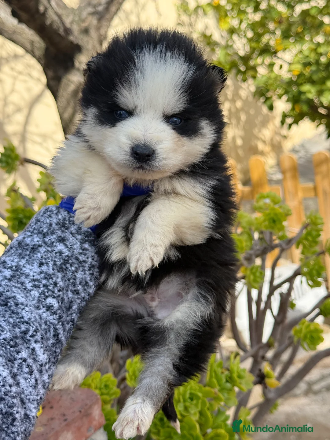 Pomsky perros en venta: Pomsky ojos azules  - Anuncio 2