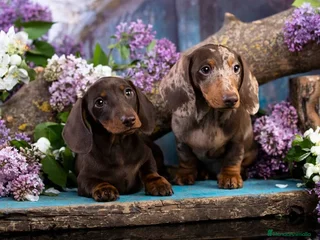 Teckel Miniatura perros - Anuncio 30