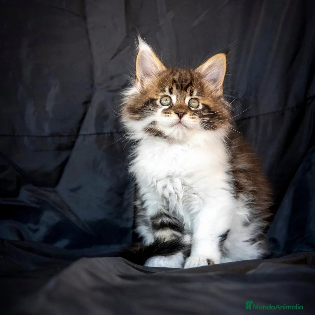 Maine Coon gatos en venta: Maine Coon Tabby Golden - Anuncio 2