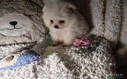 Pomerania perros en venta: Pomerania ositos mini 🩷 - Imagen 6