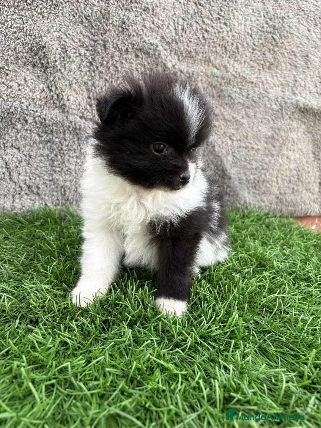 Pomerania perros en venta: Macho toy lulu de Pomerania Party negro blanco  - Anuncio 4