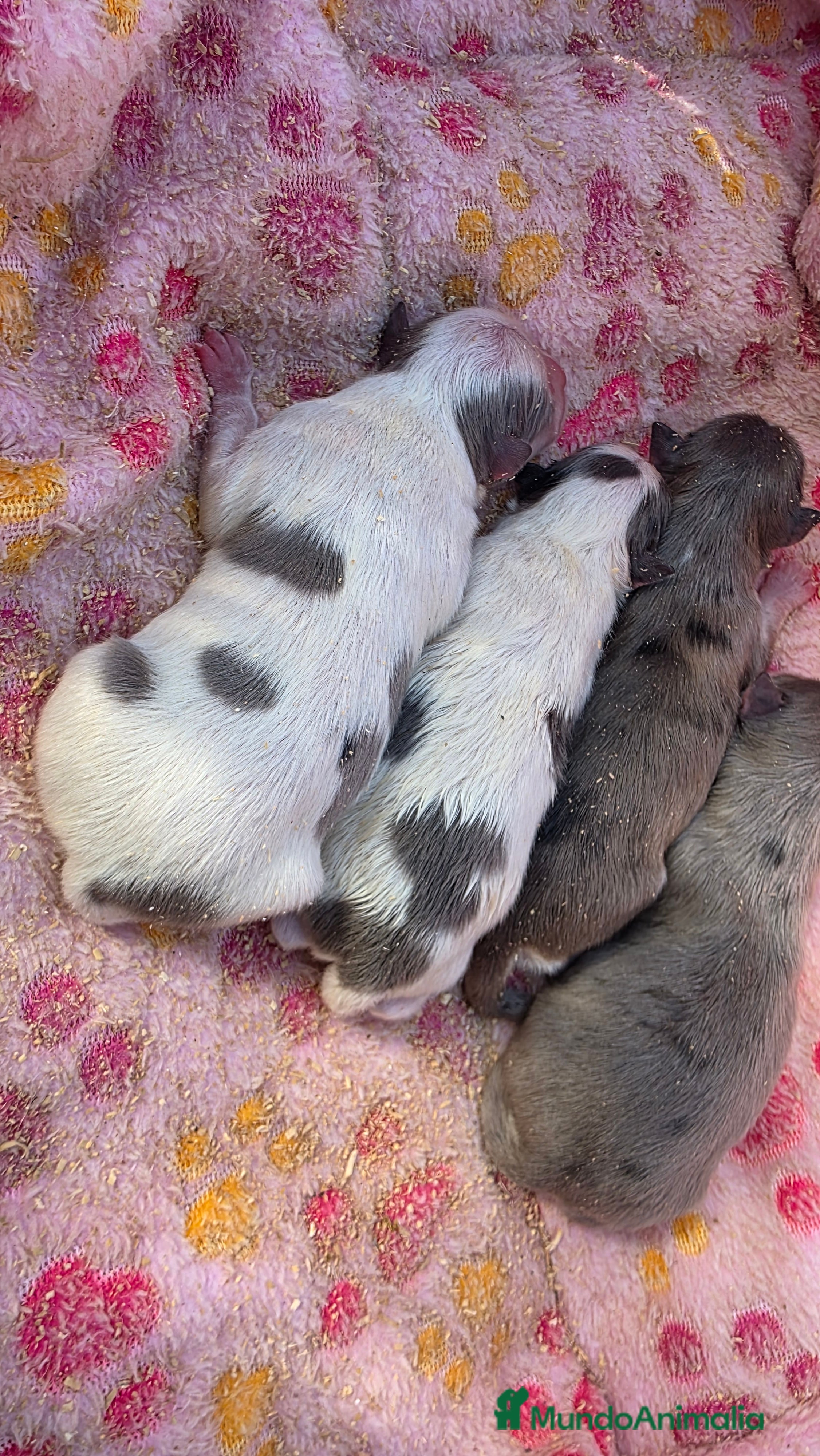 Pomerania perros Pomeranias Blue - Anuncio 1